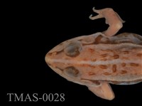 Dark-spotted frog Collection Image, Figure 11, Total 13 Figures